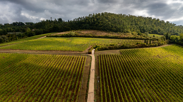 Aerial view of lush green vineyards stretching across rolling hills with a dirt path and a forested ridge under a cloudy sky in Greve in Chianti Tuscany Italy. Aerial view of lush green vineyards stretching across rolling hills with a dirt path and a forested ridge under a cloudy sky in Greve in Chianti Tuscany Italy.