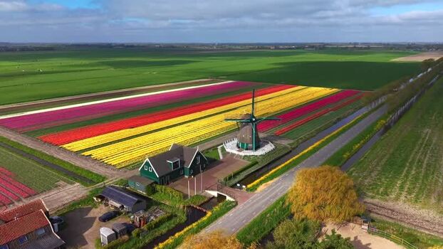 Aerial view of De Nachtegaal windmill and tulip fields Netherlands.