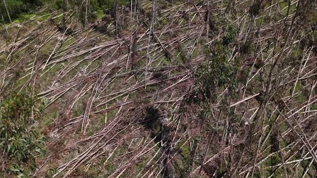 Aerial view of fallen trees and forest damage Portugal. Aerial view of fallen trees and forest damage Portugal.