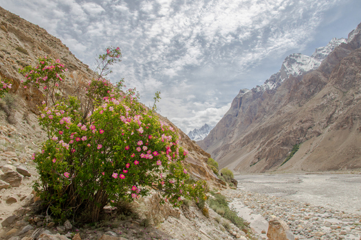 View of a pink flowering bush set against the rugged mountain terrain and glacial riverbed of the Karakoram range near K2 Base Camp Gilgit Pakistan. View of a pink flowering bush set against the rugged mountain terrain and glacial riverbed of the Karakoram range near K2 Base Camp Gilgit Pakistan.