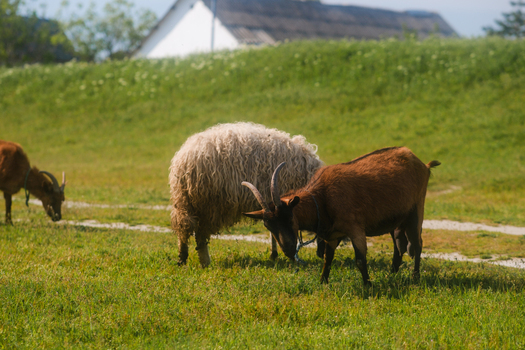 View of goats and a fluffy sheep grazing on a lush green hillside near a rural house under bright sunlight Futog Vojvodina Serbia. View of goats and a fluffy sheep grazing on a lush green hillside near a rural house under bright sunlight Futog Vojvodina Serbia.