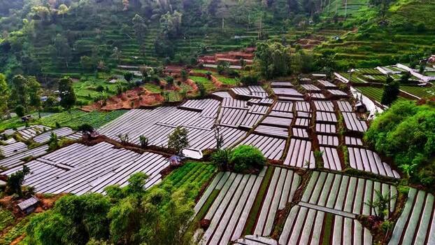 Aerial view of terraced agricultural fields in Bali Indonesia.