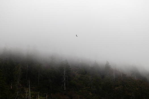 View of a bird soaring above a dense evergreen forest shrouded in thick white fog and mist at the Lost Coast Humboldt County California United States.