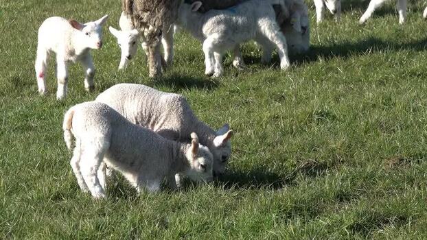 View of young lambs grazing in a pasture in Ireland.