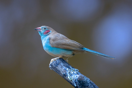 View of a Red cheeked Cordon bleu bird perched on a wooden branch against a soft blurred background in Mulhouse Grand Est France.
