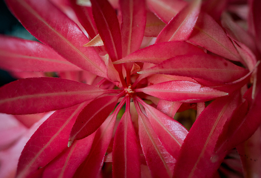 View of the vibrant red leaves of a Pieris japonica plant arranged in a symmetrical pattern in Looe Cornwall United Kingdom. View of the vibrant red leaves of a Pieris japonica plant arranged in a symmetrical pattern in Looe Cornwall United Kingdom.