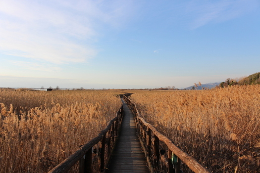 View of the wooden boardwalk crossing the golden reed beds of Lago di Massaciuccoli under a clear blue sky in Province of Lucca Tuscany Italy.