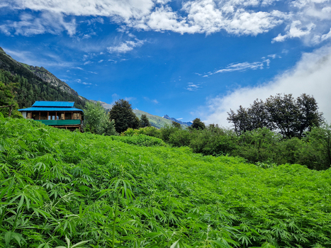 View of a traditional house with a blue roof nestled in a lush green field of cannabis plants surrounded by mountains under a bright blue sky in Malana Himachal Pradesh India.
