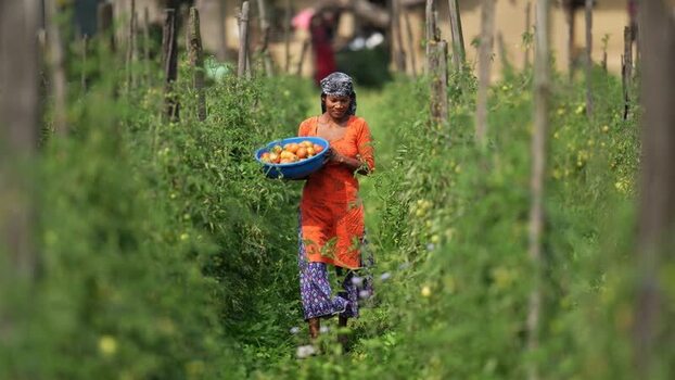 View of a woman harvesting tomatoes in a field in Nepal. View of a woman harvesting tomatoes in a field in Nepal.