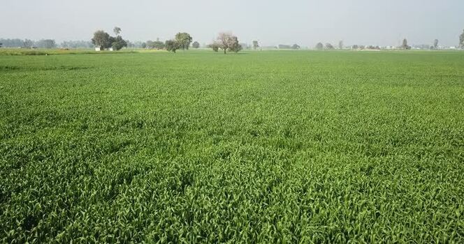 Aerial view of vast green agricultural fields and trees India. Aerial view of vast green agricultural fields and trees India.