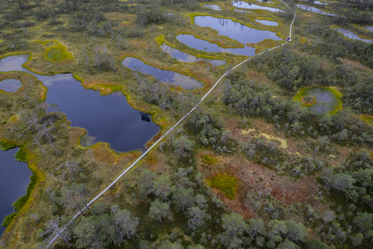Aerial view of the wooden boardwalk winding through the pools and mossy terrain of the Viru bog nature trail in Loksa Harju maakond Estonia. Aerial view of the wooden boardwalk winding through the pools and mossy terrain of the Viru bog nature trail in Loksa Harju maakond Estonia.