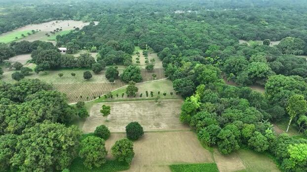 Aerial view of lush mango orchards and green fields Bangladesh.