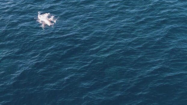 Aerial view of dolphins swimming in the ocean Maldives. Aerial view of dolphins swimming in the ocean Maldives.