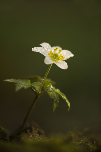 View of a delicate Wood Anemone flower with water droplets on its white petals growing from mossy ground in Cambridgeshire United Kingdom.
