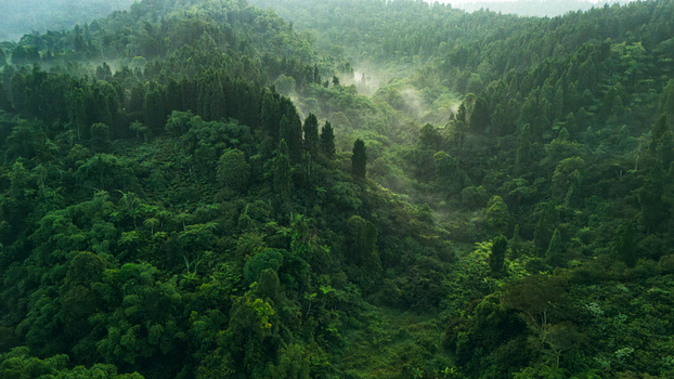 Aerial view of dense tropical forest with mist rising from the lush green canopy and rolling hills in Sukabumi West Java Indonesia. Aerial view of dense tropical forest with mist rising from the lush green canopy and rolling hills in Sukabumi West Java Indonesia.