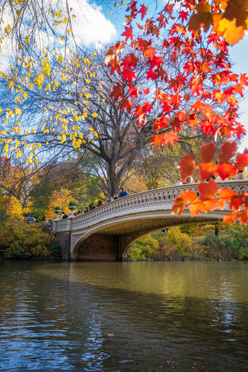 Manhattan United States 08 November 2025 View of the serene Bow Bridge in Central Park adorned with vibrant autumnal foliage reflecting in the tranquil water. Manhattan United States 08 November 2025 View of the serene Bow Bridge in Central Park adorned with vibrant autumnal foliage reflecting in the tranquil water.