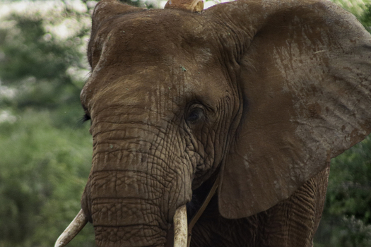 View of an African elephant with reddish brown skin and prominent tusks at Tumbeta Private Game Reserve in Thabazimbi Limpopo South Africa.