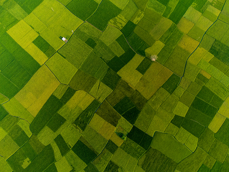 Aerial view of geometric patterns of lush green and golden rice fields create a stunning patchwork quilt across the landscape Joypurhat Rajshahi Division Bangladesh. Aerial view of geometric patterns of lush green and golden rice fields create a stunning patchwork quilt across the landscape Joypurhat Rajshahi Division Bangladesh.