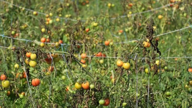 View of ripening tomatoes on vines in a plantation Nepal.