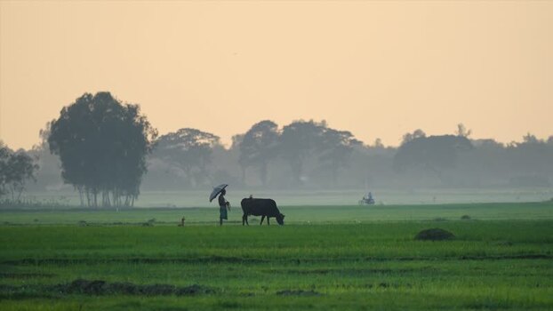 View of a farmer with a cow in a misty green field Bangladesh. View of a farmer with a cow in a misty green field Bangladesh.