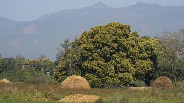 View of haystacks and mountains in a rural field Nepal.