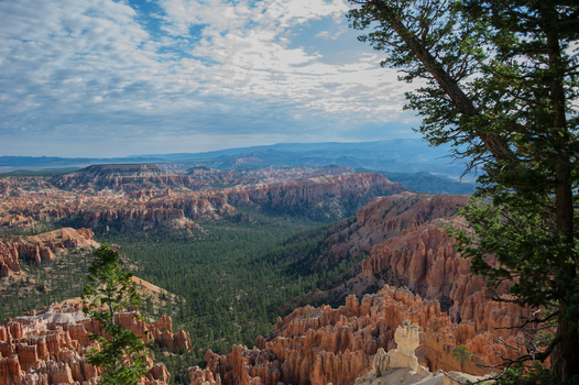 View of the unique hoodoo rock formations and pine forests of Bryce Canyon National Park under a bright blue sky in Utah United States.