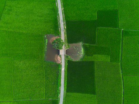 Aerial view of vibrant green rice paddies divided by a narrow road and a small bridge over a pond with a lone tree Joypurhat Rajshahi Division Bangladesh.
