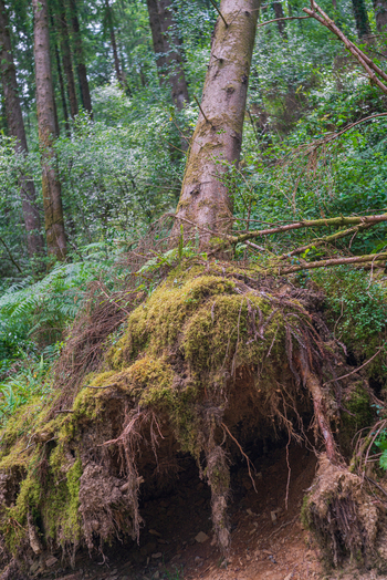 View of a fallen tree with exposed roots covered in lush green moss within the woodland of Deer Park in Looe Cornwall United Kingdom. View of a fallen tree with exposed roots covered in lush green moss within the woodland of Deer Park in Looe Cornwall United Kingdom.
