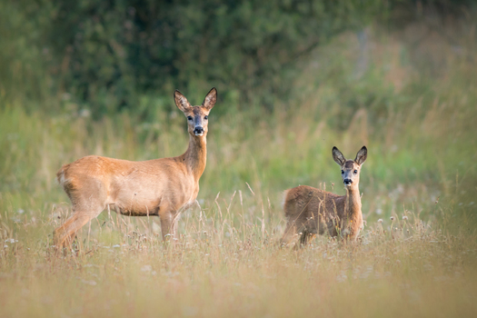 View of a roe deer doe and her fawn standing in a grassy meadow in Debrzno Pomeranian Voivodeship Poland. View of a roe deer doe and her fawn standing in a grassy meadow in Debrzno Pomeranian Voivodeship Poland.