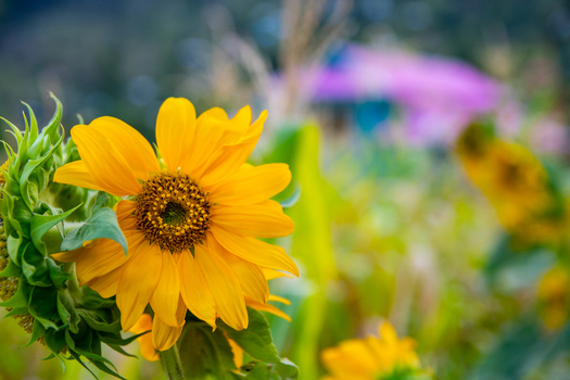 View of a vibrant yellow sunflower in full bloom with lush green foliage in the background Neelum Kashmir Pakistan. View of a vibrant yellow sunflower in full bloom with lush green foliage in the background Neelum Kashmir Pakistan.