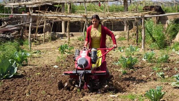 View of a woman using a power tiller in a field Nepal. View of a woman using a power tiller in a field Nepal.