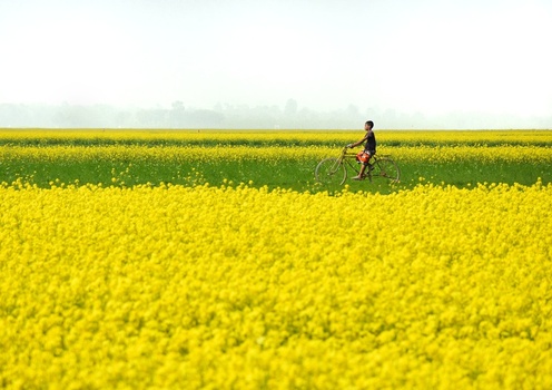 View of a boy riding a bicycle through a vibrant field of yellow mustard flowers under a bright sky in Kushtia District Khulna Division Bangladesh. View of a boy riding a bicycle through a vibrant field of yellow mustard flowers under a bright sky in Kushtia District Khulna Division Bangladesh.