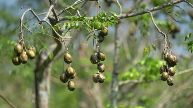 View of hog plums hanging from tree branches in Jhalakathi Bangladesh. View of hog plums hanging from tree branches in Jhalakathi Bangladesh.