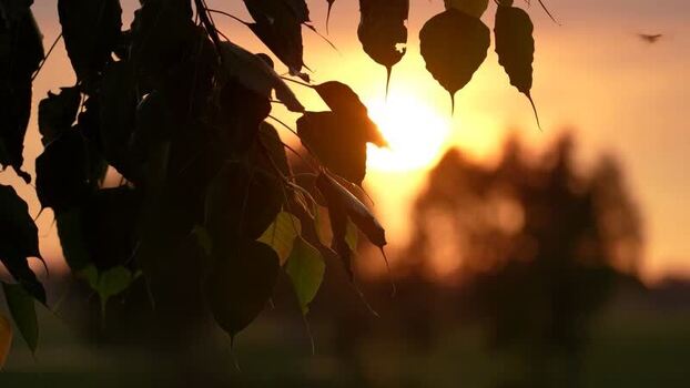 View of silhouetted leaves against a golden sunset Bangladesh. View of silhouetted leaves against a golden sunset Bangladesh.