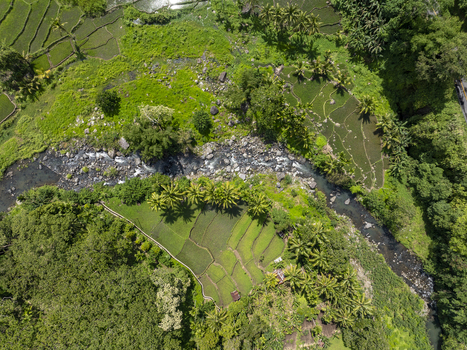 Aerial view of the lush green rice terraces and tropical palm trees surrounding a winding river in the landscape of Flores East Nusa Tenggara Indonesia. Aerial view of the lush green rice terraces and tropical palm trees surrounding a winding river in the landscape of Flores East Nusa Tenggara Indonesia.