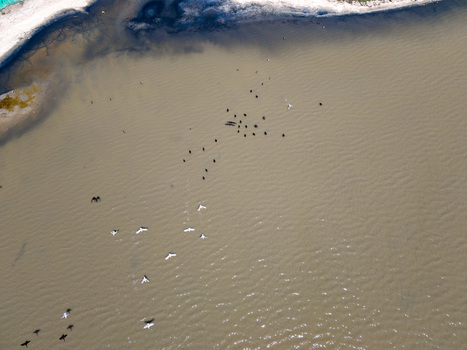 Aerial view of Karavasta Lagoon with a flock of birds flying over the murky water near the sandy shoreline in Divjake Fier County Albania.