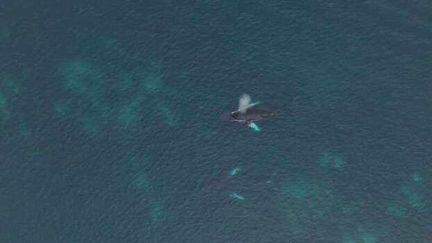 Aerial view of a humpback whale surfacing in Greenland. Aerial view of a humpback whale surfacing in Greenland.