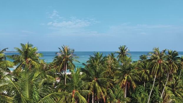 Aerial view of lush palm trees and turquoise ocean Maldives.