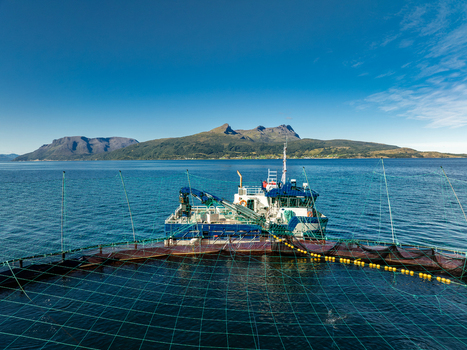 Aerial view of a salmon farm with a service vessel moored in the fjord surrounded by mountains under a clear blue sky in Gratangen Norway. Aerial view of a salmon farm with a service vessel moored in the fjord surrounded by mountains under a clear blue sky in Gratangen Norway.