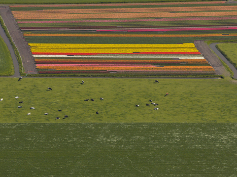 Aerial view of vibrant rows of colorful blooming tulip fields adjacent to a green pasture with grazing cows Netherlands. Aerial view of vibrant rows of colorful blooming tulip fields adjacent to a green pasture with grazing cows Netherlands.
