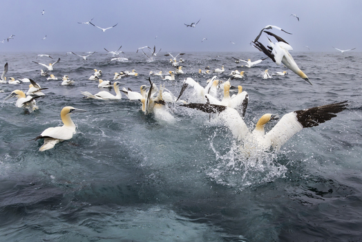 View of Northern Gannets diving and swimming in the sea with splashing water and wings spread in Shetland Scotland United Kingdom. View of Northern Gannets diving and swimming in the sea with splashing water and wings spread in Shetland Scotland United Kingdom.