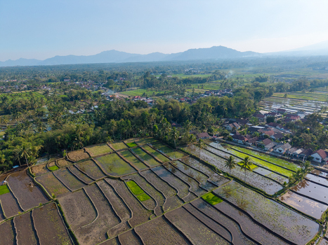 Aerial view of lush rice paddies agricultural fields and small village houses nestled among palm trees with mountains in the background in Candipuro East Java Indonesia.