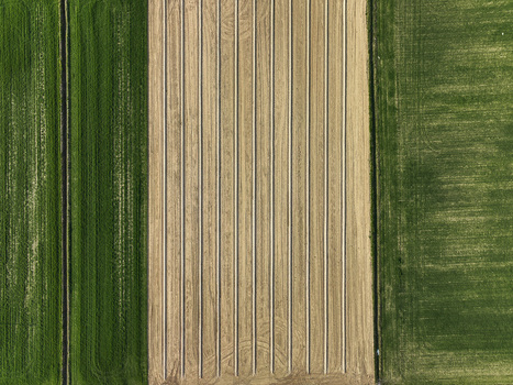 Aerial view of agricultural fields with green crops and a central plowed area featuring vertical furrows Borgo d Ale Piedmont Italy.