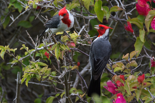 View of two red crested cardinals perched on branches amidst vibrant pink bougainvillea flowers in Maui County Hawaii United States.