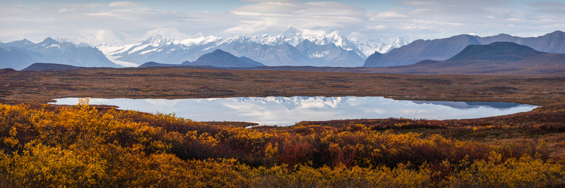 View of the Denali Highway landscape featuring a reflective lake snow capped mountains under a cloudy sky and vibrant autumn foliage in the foreground in Cantwell Alaska United States.
