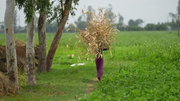 View of a woman carrying dry branches in a green field Bangladesh. View of a woman carrying dry branches in a green field Bangladesh.
