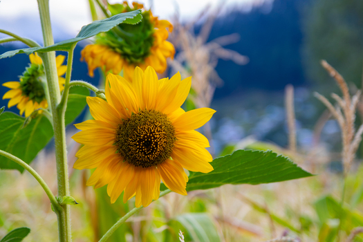 View of sunflowers blooming in a field with a blurred mountain landscape in the background in Neelum Kashmir Pakistan. View of sunflowers blooming in a field with a blurred mountain landscape in the background in Neelum Kashmir Pakistan.