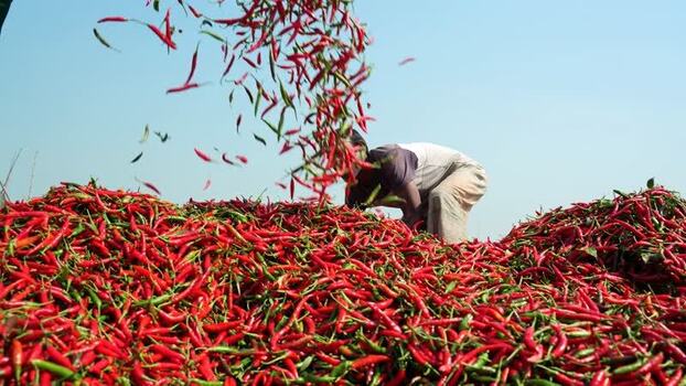 View of a worker sorting red chili peppers in Bogura Bangladesh. View of a worker sorting red chili peppers in Bogura Bangladesh.