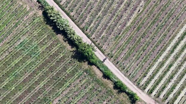 Aerial view of lush green vineyards in Selestat France.