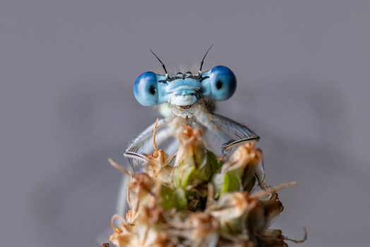 View of a blue damselfly with large compound eyes perched on a plant in Wittenheim Grand Est France.